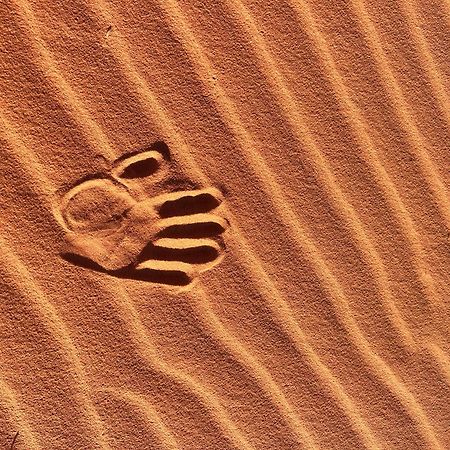 Wadi Rum Trip Ngoại thất bức ảnh